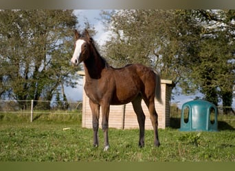 Caballo de deporte irlandés, Semental, 1 año, 168 cm, Castaño rojizo