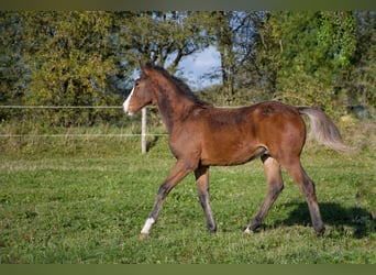 Caballo de deporte irlandés, Semental, 1 año, 168 cm, Castaño rojizo