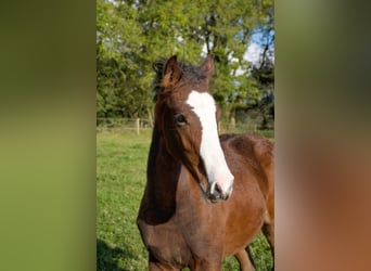 Caballo de deporte irlandés, Semental, 1 año, 168 cm, Castaño rojizo