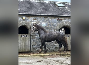 Caballo de deporte irlandés, Semental, 3 años, 168 cm, Tordo