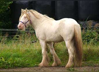 Caballo de deporte irlandés, Semental, 2 años, 145 cm, Cremello