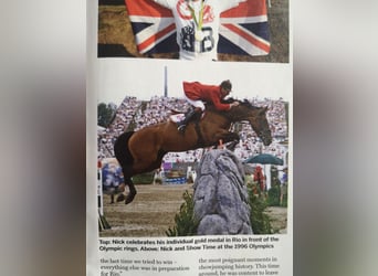 Caballo de deporte irlandés, Semental, Potro (04/2025), 167 cm, Castaño rojizo