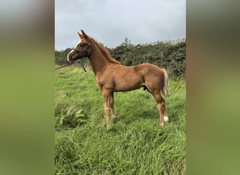 Caballo de deporte irlandés, Semental, Potro (06/2026), 168 cm, Alazán