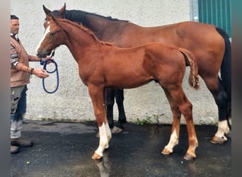 Caballo de deporte irlandés, Semental, Potro (05/2025), 168 cm, Alazán-tostado