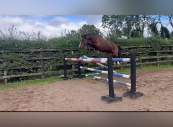 Caballo de deporte irlandés, Yegua, 10 años, 128 cm, Castaño rojizo