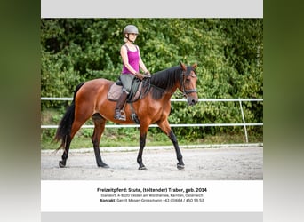 Caballo de deporte irlandés, Yegua, 10 años, 153 cm, Castaño