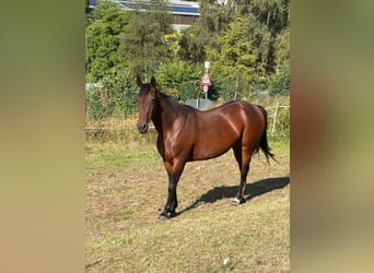 Caballo de deporte irlandés, Yegua, 10 años, 154 cm