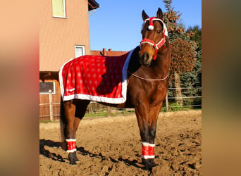 Caballo de deporte irlandés, Yegua, 10 años, 154 cm, Castaño