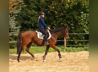 Caballo de deporte irlandés, Yegua, 10 años, 154 cm, Castaño