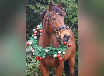 Caballo de deporte irlandés, Yegua, 10 años, 154 cm, Castaño