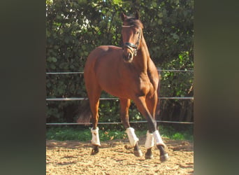 Caballo de deporte irlandés, Yegua, 10 años, 154 cm, Castaño