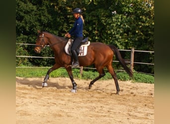 Caballo de deporte irlandés, Yegua, 10 años, 154 cm, Castaño