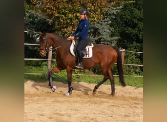 Caballo de deporte irlandés, Yegua, 10 años, 154 cm, Castaño