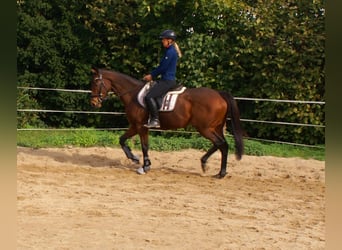 Caballo de deporte irlandés, Yegua, 10 años, 154 cm, Castaño