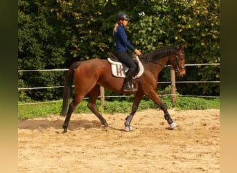 Caballo de deporte irlandés, Yegua, 10 años, 154 cm, Castaño