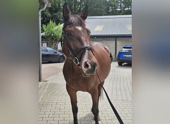 Caballo de deporte irlandés, Yegua, 10 años, 156 cm, Castaño