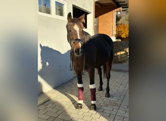 Caballo de deporte irlandés, Yegua, 10 años, 160 cm