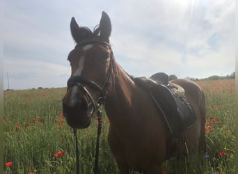 Caballo de deporte irlandés, Yegua, 10 años, 160 cm, Castaño