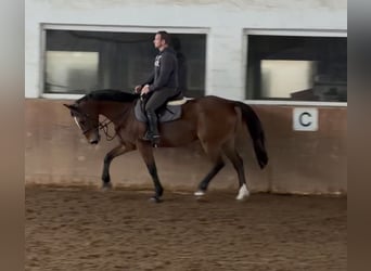 Caballo de deporte irlandés, Yegua, 10 años, 160 cm, Castaño