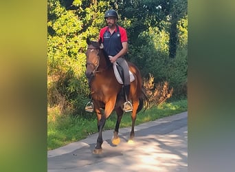 Caballo de deporte irlandés, Yegua, 10 años, 161 cm, Castaño