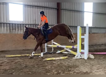 Caballo de deporte irlandés, Yegua, 10 años, 163 cm, Alazán-tostado