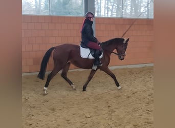 Caballo de deporte irlandés, Yegua, 10 años, 163 cm, Castaño