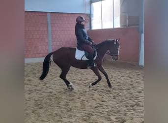 Caballo de deporte irlandés, Yegua, 10 años, 163 cm, Castaño