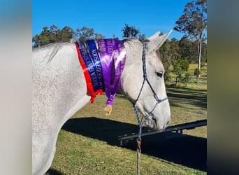 Caballo de deporte irlandés Mestizo, Yegua, 10 años, 163 cm, Tordo