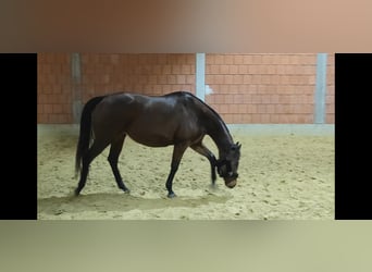 Caballo de deporte irlandés, Yegua, 10 años, 164 cm, Castaño