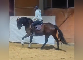 Caballo de deporte irlandés, Yegua, 10 años, 164 cm, Castaño