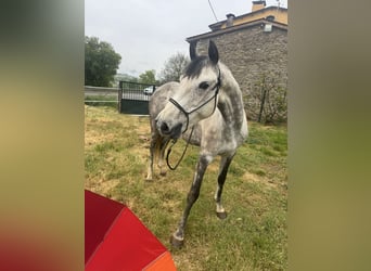 Caballo de deporte irlandés, Yegua, 10 años, 165 cm, Tordo rodado