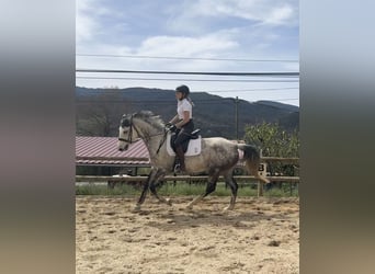 Caballo de deporte irlandés, Yegua, 10 años, 165 cm, Tordo rodado