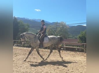 Caballo de deporte irlandés, Yegua, 10 años, 165 cm, Tordo rodado