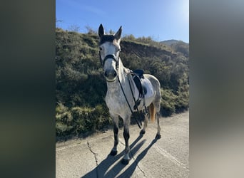 Caballo de deporte irlandés, Yegua, 10 años, 165 cm, Tordo rodado