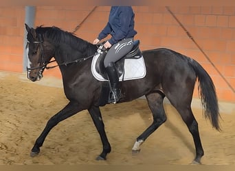 Caballo de deporte irlandés, Yegua, 10 años, 170 cm, Negro
