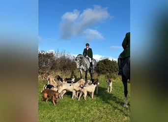 Caballo de deporte irlandés, Yegua, 10 años, 170 cm, Tordo rodado