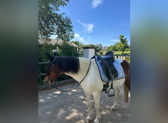 Caballo de deporte irlandés Mestizo, Yegua, 11 años, 125 cm, Pío