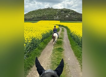 Caballo de deporte irlandés Mestizo, Yegua, 11 años, 125 cm, Pío