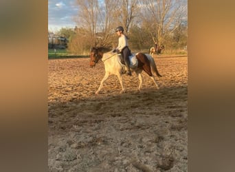 Caballo de deporte irlandés Mestizo, Yegua, 11 años, 125 cm, Pío