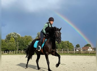Caballo de deporte irlandés, Yegua, 11 años, 141 cm, Negro