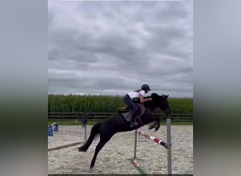 Caballo de deporte irlandés, Yegua, 11 años, 141 cm, Negro