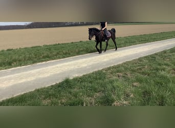 Caballo de deporte irlandés, Yegua, 11 años, 142 cm, Morcillo
