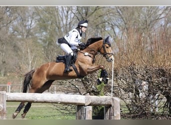 Caballo de deporte irlandés, Yegua, 11 años, 148 cm, Alazán-tostado