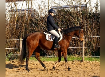 Caballo de deporte irlandés, Yegua, 11 años, 154 cm, Castaño