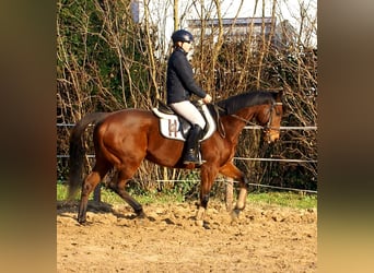 Caballo de deporte irlandés, Yegua, 11 años, 154 cm, Castaño