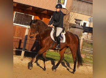 Caballo de deporte irlandés, Yegua, 11 años, 154 cm, Castaño