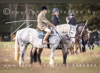 Caballo de deporte irlandés, Yegua, 11 años, 156 cm, Tordo