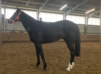 Caballo de deporte irlandés, Yegua, 11 años, 157 cm, Negro