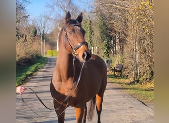 Caballo de deporte irlandés, Yegua, 11 años, 158 cm, Castaño