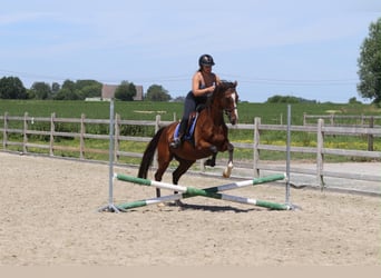 Caballo de deporte irlandés, Yegua, 11 años, 160 cm, Castaño